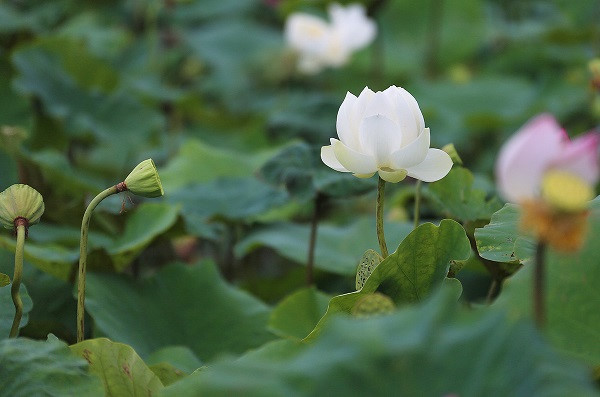 The white lotus with thick petals and the charming scent is widely spotted at some ponds in Westlake, Hanoi. Besides, micro lotus with tiny blossoms is also preferred. Photo by Ngoc Thanh/Vnexpress