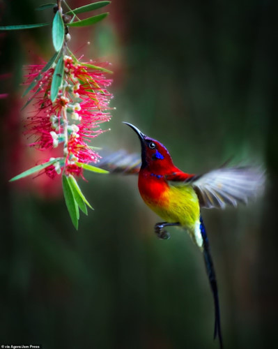   Vinh captures an image of a Gould's sun bird approaching a flower in Kon Tum, winning the competition’s first prize in the process. As a result, he is awarded US$1,000 as prize money.