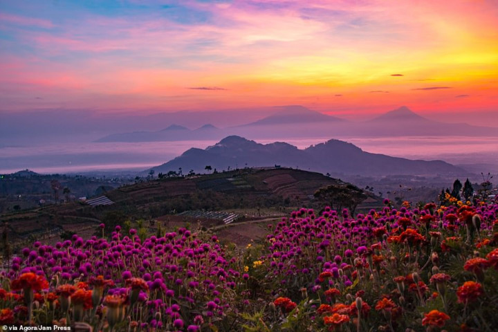   Here are some of the stunning photographs that made the top 50 of the AGORA Images Beauty 2019 photo contest. This photo taken by Micky Demsy depicts a field of flowers amid the sunset in Indonesia.