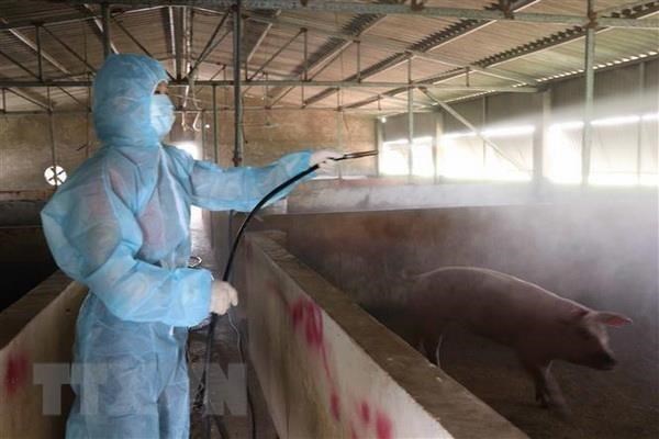 A farmer sterilises her pig farm. (Photo: VNA)