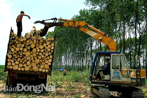 Máy gắp gỗ được sử dụng để đẩy nhanh tiến độ công việc