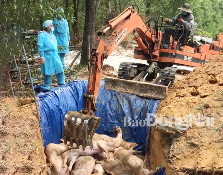 Tổ chức tiêu hủy dịch tả châu Phi tại huyện Vĩnh Cửu
