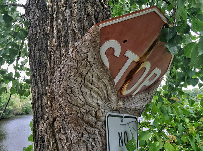 A Tree Eating A Stop Sign
