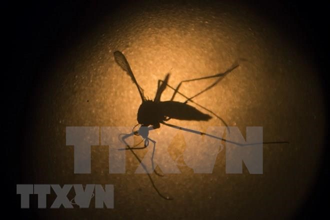 Dong Nai reports first death from dengue fever