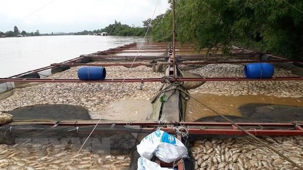 The recent floods have seriously destroyed fish rafts of these households in Ngoc Dinh, Thanh Son and Phu Vinh communes, Dong Nai province. (Photo: VNA)