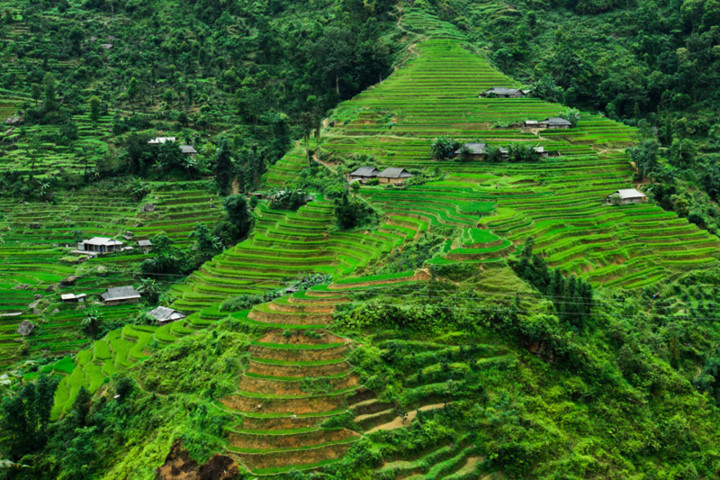 The terraced fields of Hoang Su Phi.