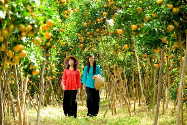 Long Khanh's orchard gardens