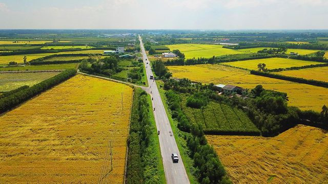 As travelers move down the highway, their eyes are met with a vast expansion of golden rice fields.