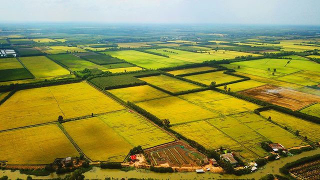 Most notably, the paddy fields are covered with a vibrant yellow colour during the harvest season.
