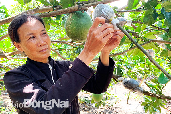 Hơn 3 hécta rẫy gia đình bà Nguyễn Thị Qui (xã Xuân Thiện, huyện Thống Nhất) cho thu hoạch nhờ nguồn vốn vay