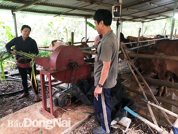 Đàn bò hơn 20 con là nguồn thu nhập chính của gia đình bà Nguyễn Thị Thoa.