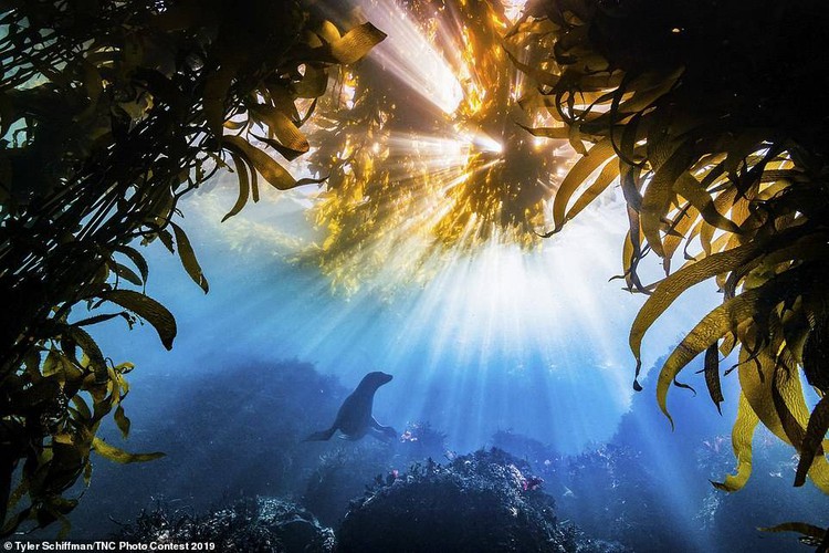 In total, the contest attracted 21,774 entries with the participation of photographers from 152 countries worldwide. This image of a California sea lion captured by Tyler Schiffman from the US won the grand prize.