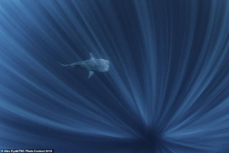 Big Fish in a Big Ocean by Alex Kydd of Australia won first prize in the “water” category.