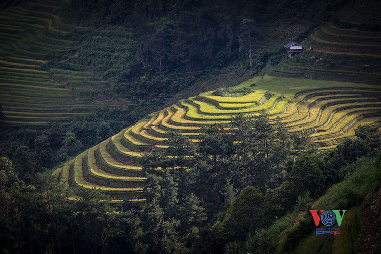 Scenic views of the sunrising above the Tu Le paddy fields.