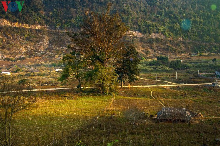   Approximately 200 km west of Hanoi is Moc Chau district in Son La province. Here, the region’s stunning landscapes enthrall guests.