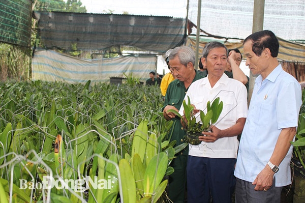 Cựu chiến binh Nguyễn Văn Tám giới thiệu với đoàn công tác của Ban Kinh tế Trung ương Hội Cựu chiến binh Việt Nam giống lan mới vanda