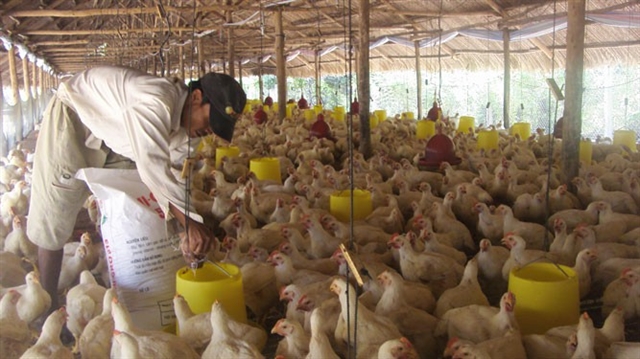 Breeders are suffering losses as the overrsupply of poultry has led to low selling prices. Photo from nld.com.vn  Read more at http://vietnamnews.vn/society/536846/poultry-breeders-suffer-losses-due-to-oversupply.html#rZmofev6LOaVv2TA.99