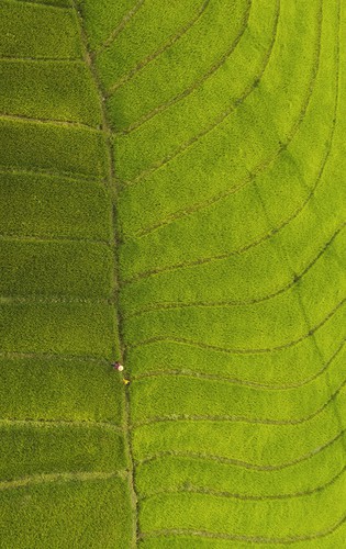 Small paths are symmetrically located on both sides of the terraced fields, from above they appear like the veins of leaves.