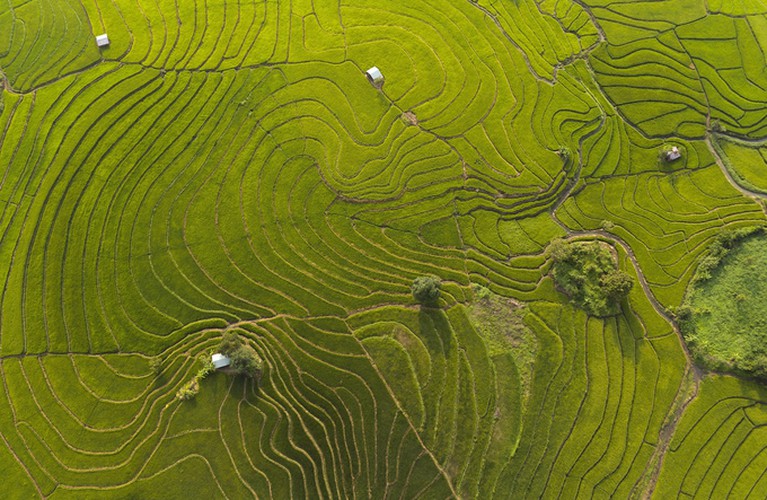 A winding path is nestled among the fields, creating a stunning image.