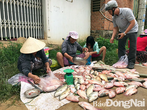 Cá chết được bán với giá từ 10-15 ngàn đồng, thậm chí còn vài ba ngàn đồng tại xã Thanh Sơn (huyện Định Quán). Ảnh: B.Nguyên