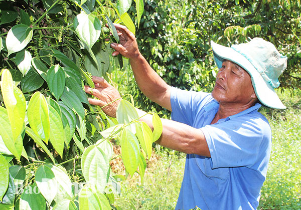 Một hộ nghèo được hỗ trợ vốn để trồng tiêu tại xã Thanh Sơn