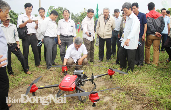 Nông dân tham gia buổi trình diễn công nghệ phun thuốc bảo vệ thực vật bằng máy bay tự động tại Hợp tác xã xoài Suối Lớn (huyện Xuân Lộc). Ảnh: B.Nguyên