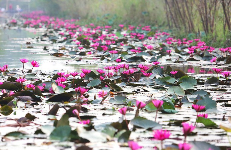 According to local residents, water lilies often start to fully bloom around mid-September.