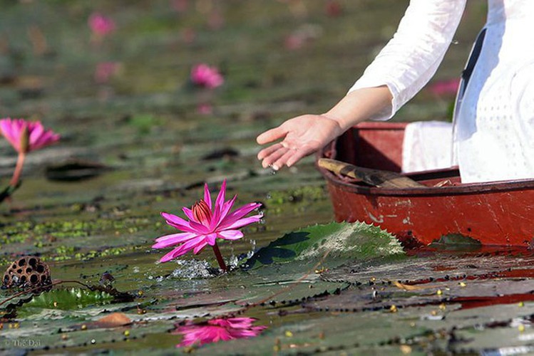 Many people come to view the stunning vibrant purple and white colour of the steam’s water lilies due to the romantic scenery they create.