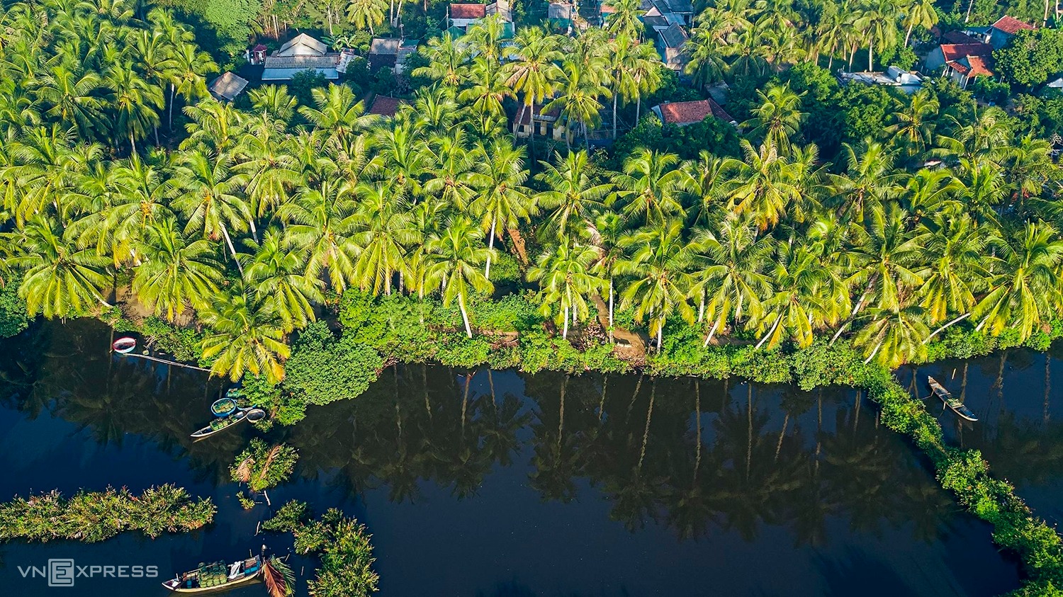 Quang Ngai's nipa palm forest