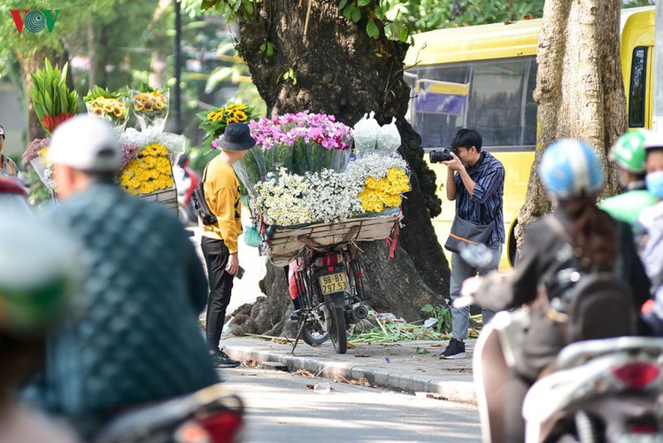 There is only a limited time frame in which people can enjoy the flowers as ox-eye daises tend to fade away quickly. Usually, the flower season only lasts between November and early December.