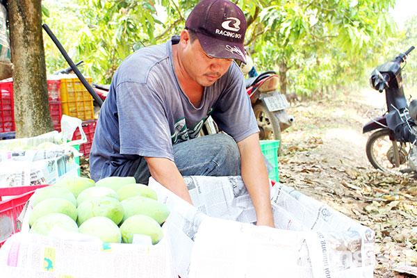 Huyện Định Quán: Năng suất cây xoài tăng gần 20%