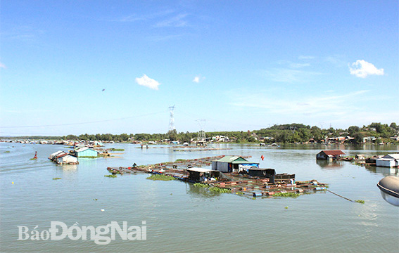 Các hộ nuôi cá bè trên sông La Ngà, đoạn  dưới chân cầu La Ngà. Ảnh: M.QUÂN