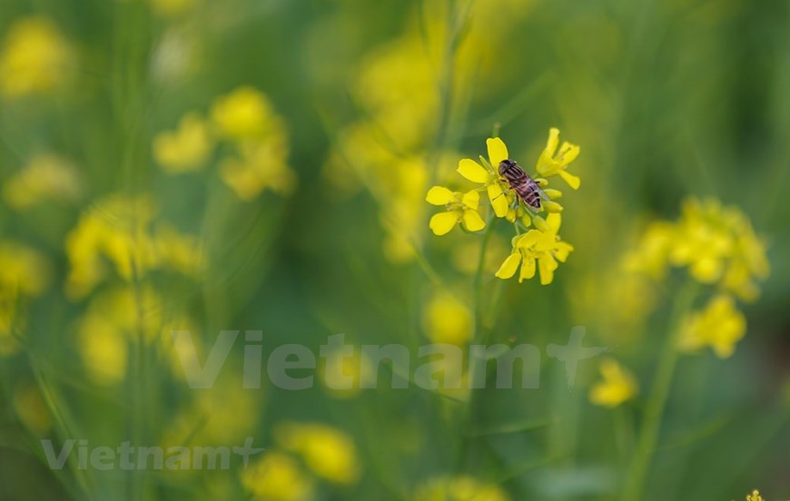 Mustard flower fields