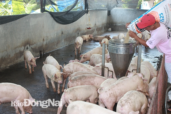 Người chăn nuôi heo hiện muốn tái đàn phải đăng ký và đáp ứng các điều kiện an toàn sinh học trong chăn nuôi. Trong ảnh: Trại nuôi tại xã Gia Kiệm (huyện Thống Nhất). Ảnh: B.Nguyên