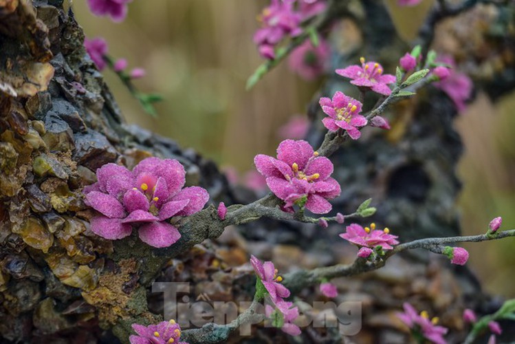 Stunning gemstone peach tree goes on sale in Hanoi ahead of Tet