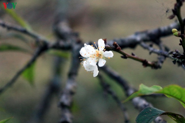 First appearance of plum blossoms in Moc Chau