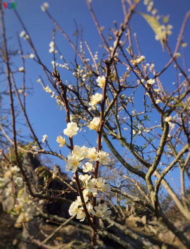 Upon visiting Moc Chau guests also have the opportunity to see plum flowers bloom early.