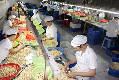 A cashew processing plant in Đồng Nai Province. Việt Nam expects to earn US$3.6 billion from cashew exports this year and $4 billion in 2020. — VNA/VNS Photo   