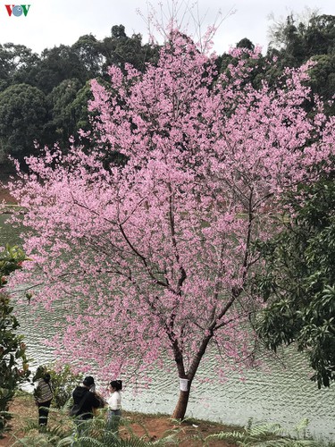 Most of the tourists who come to enjoy the sight of the cherry blossoms are  from provinces around the central highlands, Hanoi, and Ho Chi Minh City.