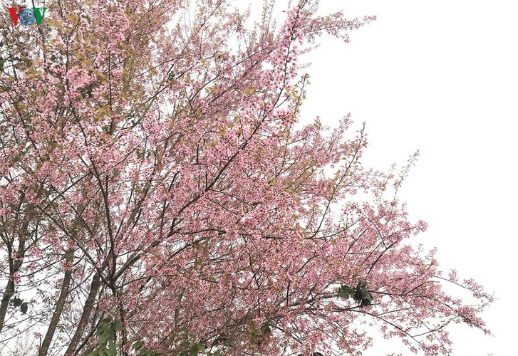 Cherry blossom trees appear elegant whilst in the pristine space of the Mang Den plateau.