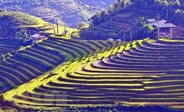 Mu Cang Chai terraced fields is among seven new national special relic sites. (Photo: VNA)