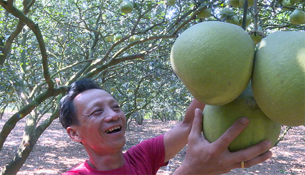 Làng bưởi Tân Triều rộn ràng vào vụ thu hoạch Tết