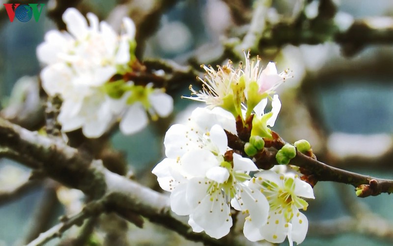 Plum flowers usually start to bloom around mid-January and last until early February each year with the flower season lasting around two to three weeks.