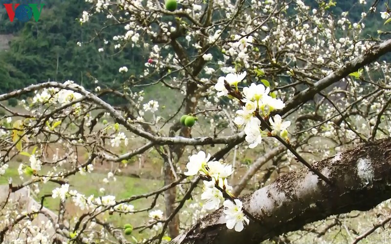 Due to their incredible beauty valleys containing plum blossoms have become a rendezvous for groups of visitors.