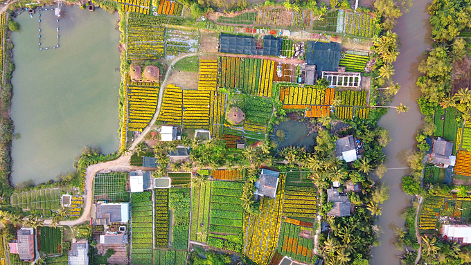 For years, three hectares of land dotted with old kilns and surrounded by the Tien, Ham Luong and Co Chieng rivers have been used by Cho Lach District locals to grow Tet flowers.  Utilizing 600 hectares, Cai Mon is the Mekong Delta's second largest flower-growing village after Sa Dec in Dong Thap Province.