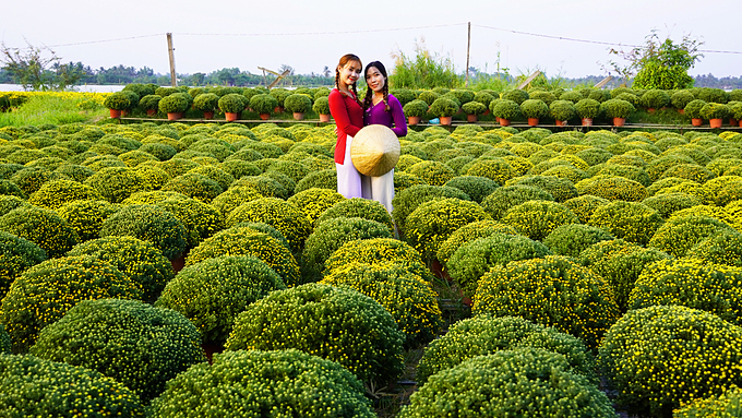 About 80 percent of local flowers have been pre-sold, with prices increasing by 5-10 percent year-on-year.  The country will enjoy a seven-day Tet holiday staring January 23, two days before Lunar New Year.
