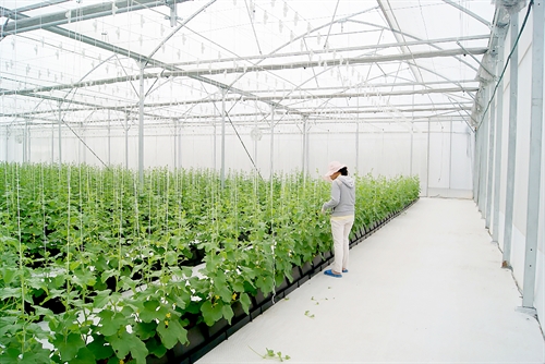 The Prime Minister has recently issued Decision 34/2019/QD-TTg to prescribe criteria for recognizing production or business projects and plans applying high technologies in agriculture__Photo: Internet
