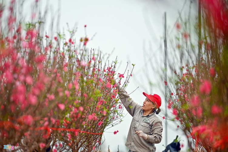 Many gardens throughout the village have discovered methods of making their peach trees bloom just in time for Tet. This therefore entices local people to purchase them ahead of the Lunar New Year as an offering to their ancestors.
