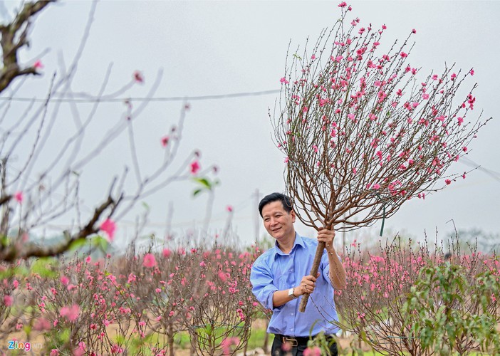 The process of planting peach trees and working to create beautiful shapes with them is time-consuming for farmers.