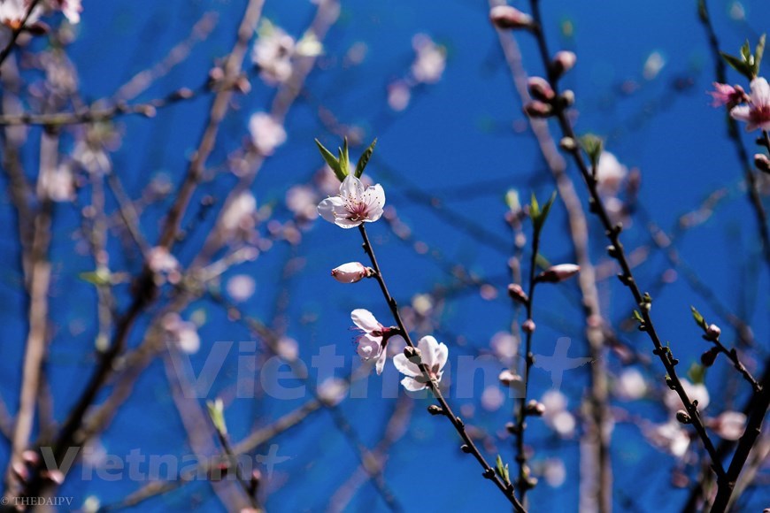 The plum flowers often bloom since January to early February.
